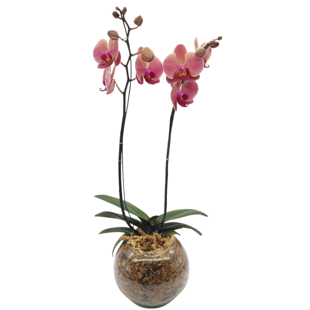 Orquidea violeta III
